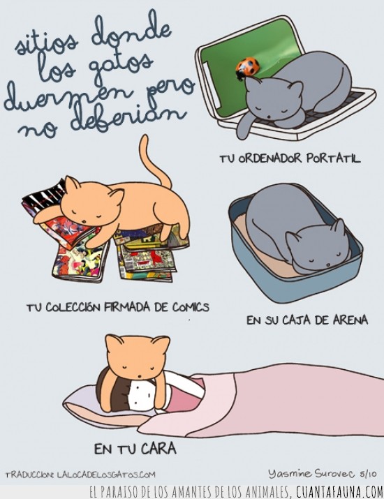 dormir,viñeta,comic,gatos,coleccion firmada de comics,ordenador portatil,cafa de arena,tu cara